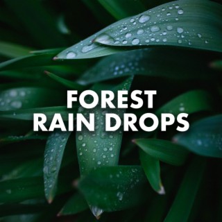 Forest Rain Drops