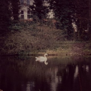 Swan Lake