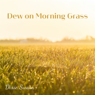 Dew on Morning Grass