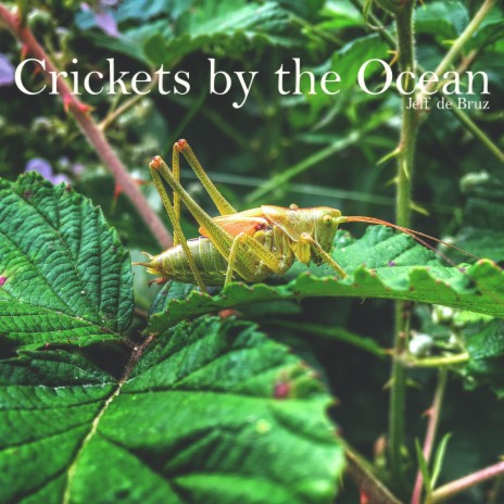 Crickets by the Ocean | Boomplay Music