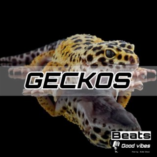 Geckos