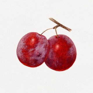 red cherries | Boomplay Music