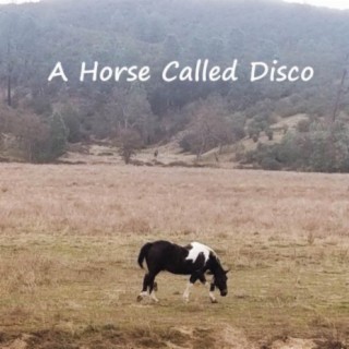 A Horse Called Disco