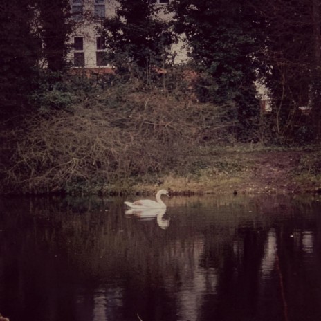 Swan Lake | Boomplay Music