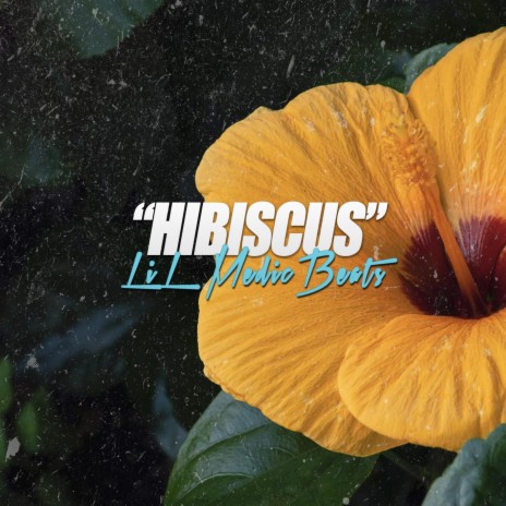 Hibiscus | Boomplay Music