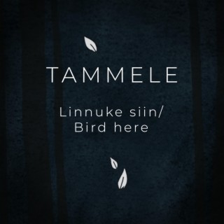 TAMMELE