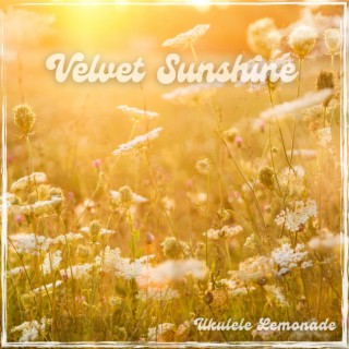 Velvet Sunshine
