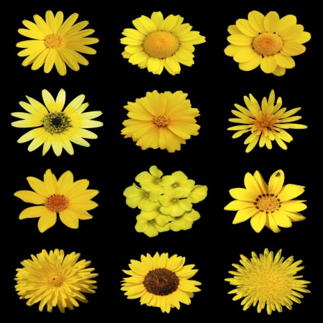Yellow Flowers | Boomplay Music