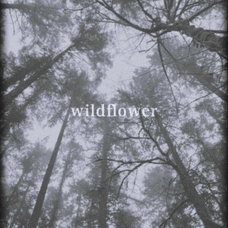 WILDFLOWER (Folk Version) lyrics | Boomplay Music