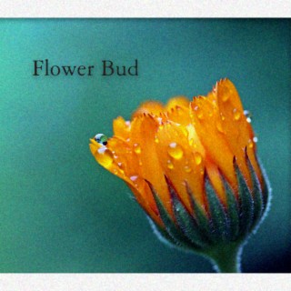 Flower Bud