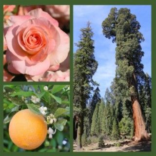 Celebrate Early Spring in California's Sequoia Country