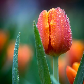 Tulip