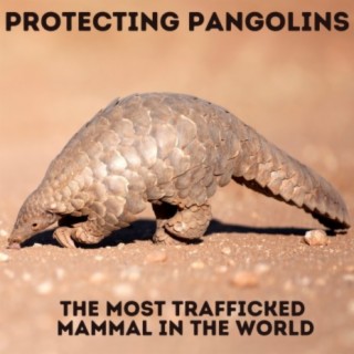 Big Daily Blend - Protecting Pangolins