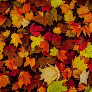 Autumn Leaves