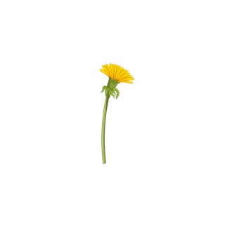 Dandelion lyrics | Boomplay Music