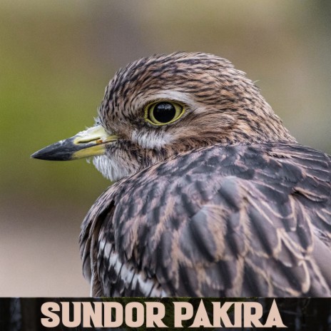 Sundor Pakira | Boomplay Music