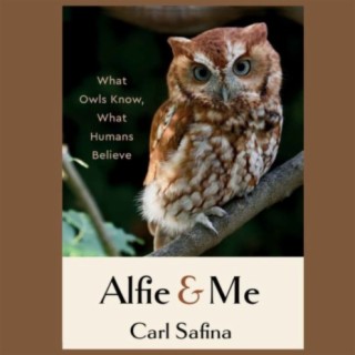 Ecologist Carl Safina - What Owls Know, What Humans Believe
