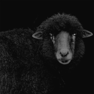 Black Sheep