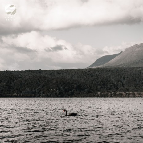 Sounds of Storm and Birds ft. Zambezi Sounds