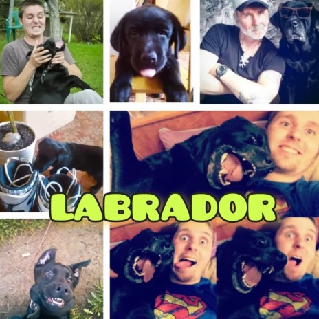 Labrador | Boomplay Music