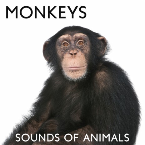 Monkeys in the Zoo - Ambient Jungle Sounds MP3 download | Monkeys in the  Zoo - Ambient Jungle Sounds Lyrics | Boomplay Music