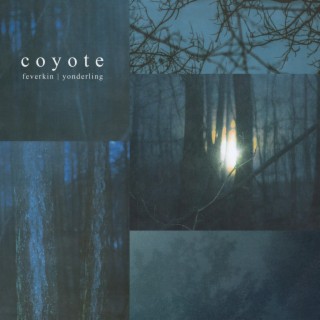 Coyote