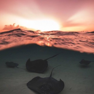 Stingray and sunburn