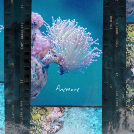 Anemone | Boomplay Music