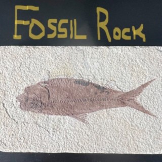 Fossil Rock