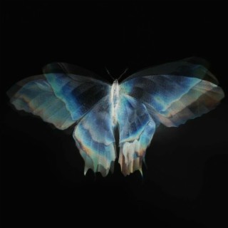 Butterfly wings