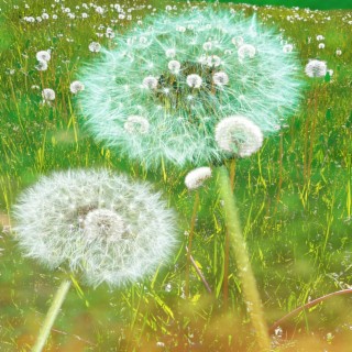 dandelions