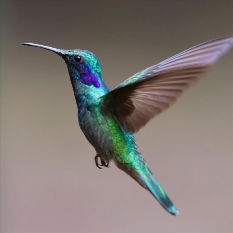 Hummingbird | Boomplay Music