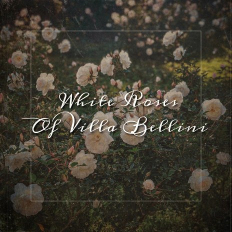 White Roses of Villa Bellini | Boomplay Music