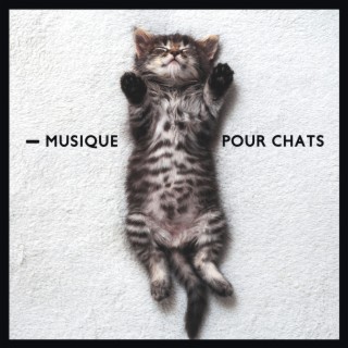 Musique pour chats: Chansons pour calmer votre chat et réduire son anxiété