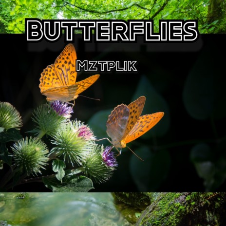 Butterflies | Boomplay Music