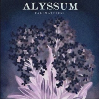 Alyssum