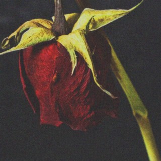 dead rose