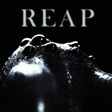 Reap | Boomplay Music