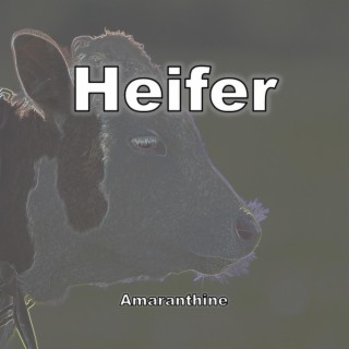 Heifer