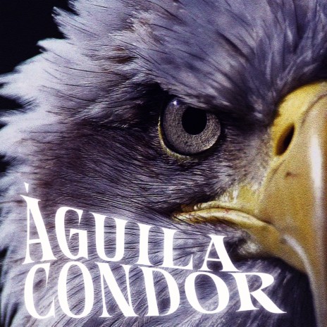 Águila Condor