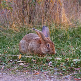 The Rabbit part 1 (Life Is Easy)