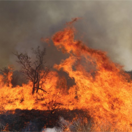 incendio en el bosque Segunda Parte | Boomplay Music