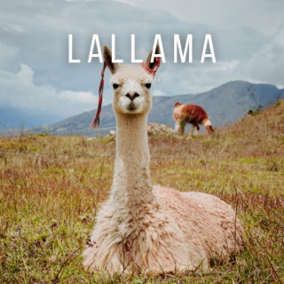 Lallama