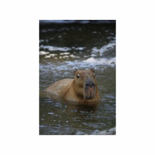 capybara shuffle