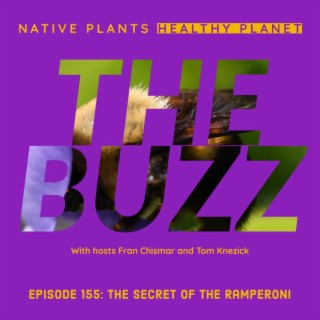 The Buzz - The Secret of The Ramperoni