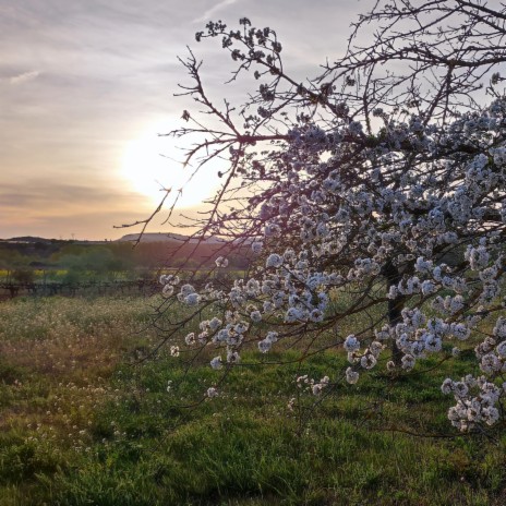 Springtime | Boomplay Music