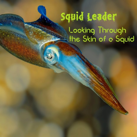 Looking Through the Skin of a Squid | Boomplay Music