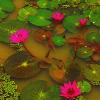 Lilypad