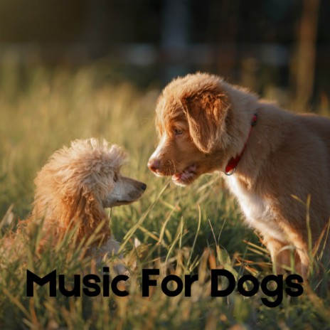 Barking Dog ft. Music For Dogs, Calm Pets Music Academy & Relaxing Puppy Music | Boomplay Music