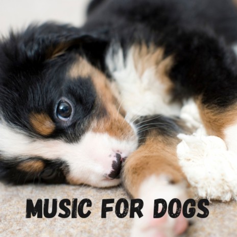 Zen Music ft. Music For Dogs, Calm Pets Music Academy & Relaxing Puppy Music | Boomplay Music